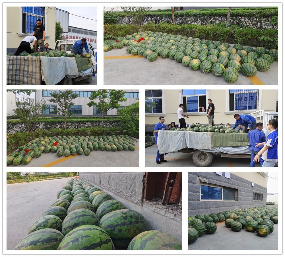 萬斤西瓜齊登場，清涼一夏真是爽！——章丘豐源機(jī)械為員工送清涼啦！